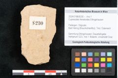 Foto (Objekt + Etikett) von Cupressites freneloides Ettingshausen (NHMW-GEO-2024-0188-8230)